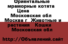 Ориентальные  мраморные котята › Цена ­ 25 000 - Московская обл., Москва г. Животные и растения » Кошки   . Московская обл.